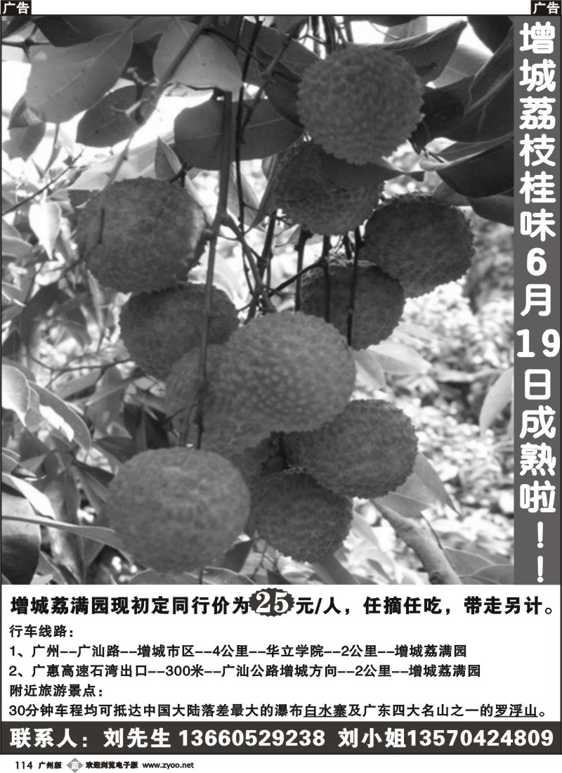 b114 增城荔枝成熟啦
