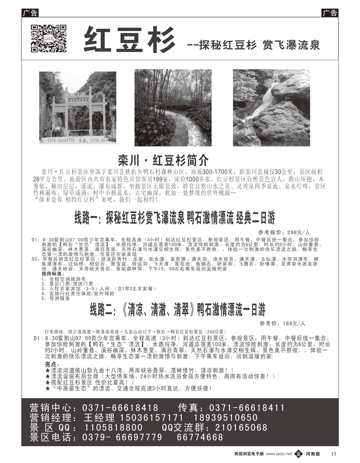 b011 红豆杉