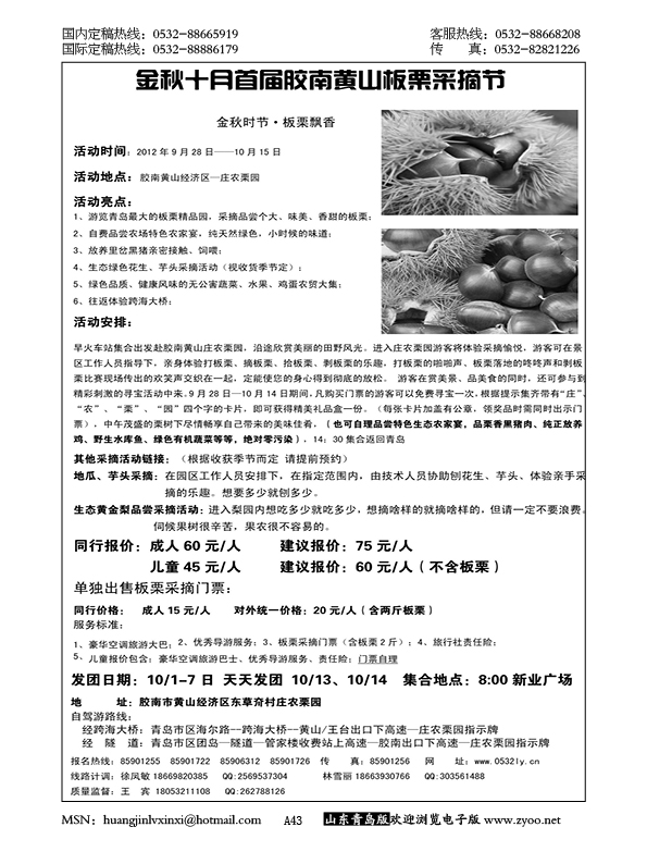 P43金秋十月首届胶南黄山板栗采摘节……山东省内专版
