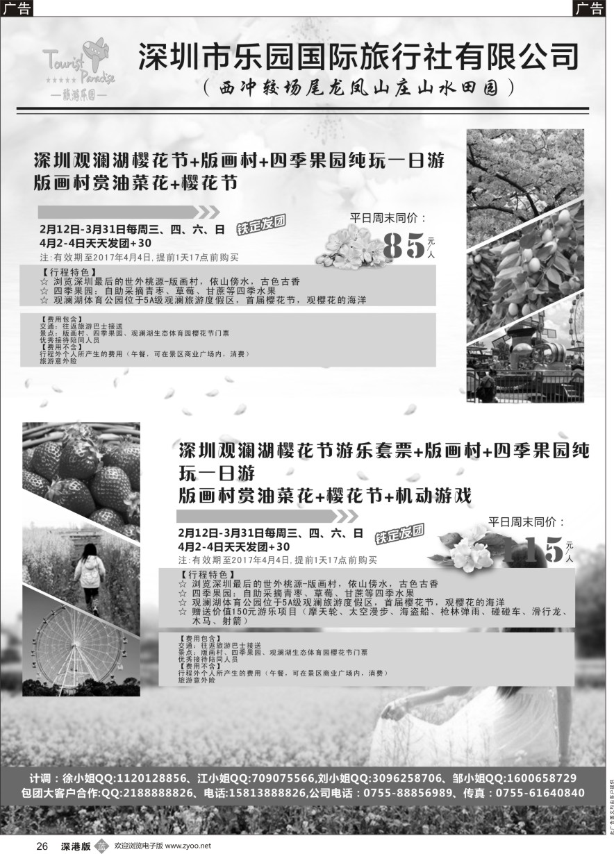b黑026  观澜湖樱花节+风车节—散拼铁定发团
