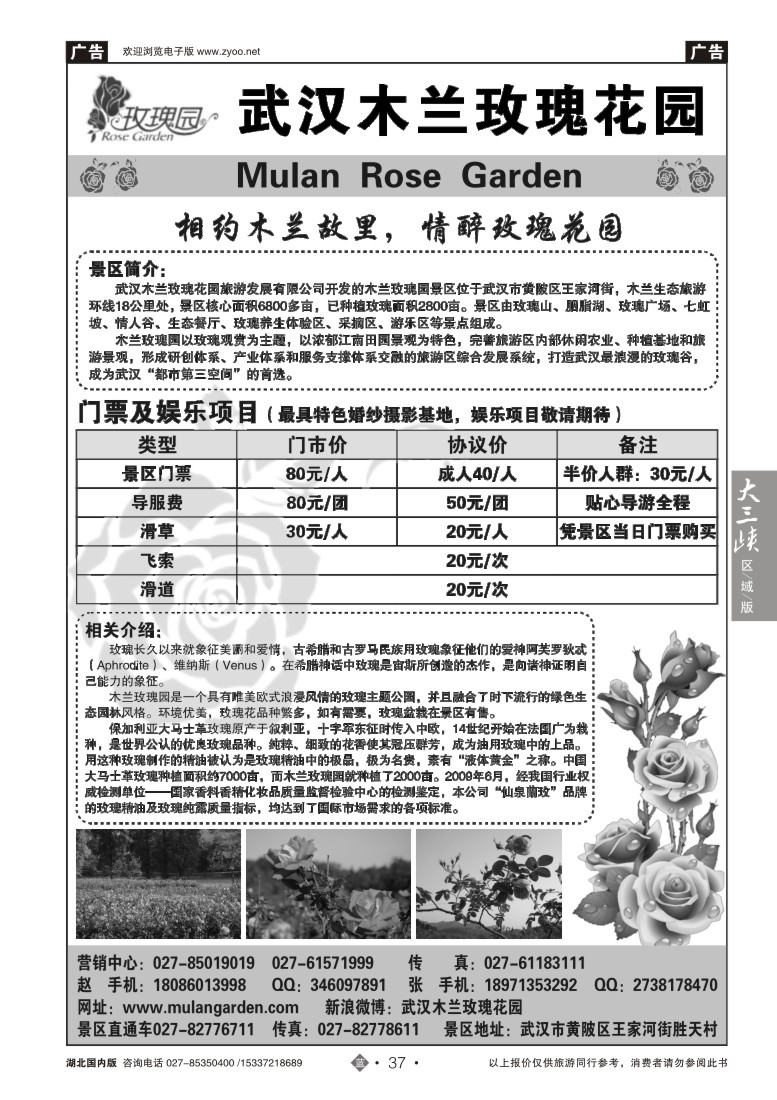 519ZLN037木兰玫瑰花园
