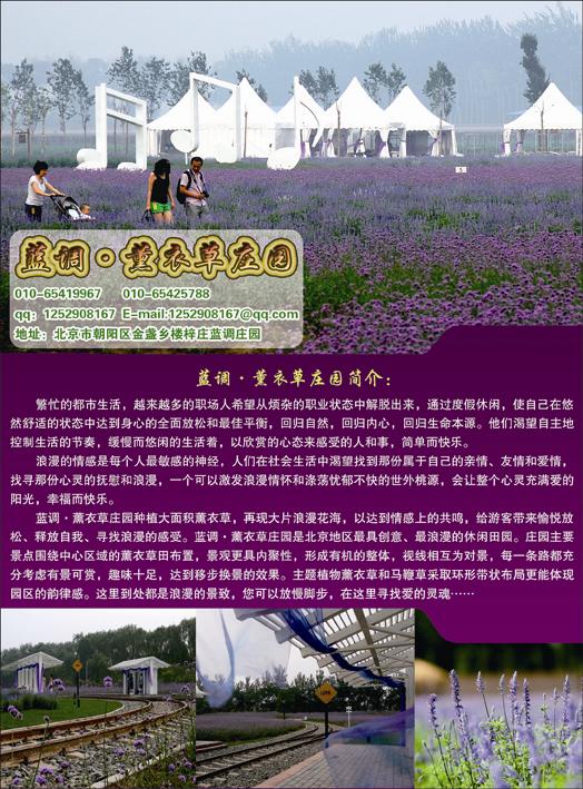 蓝调薰衣草园