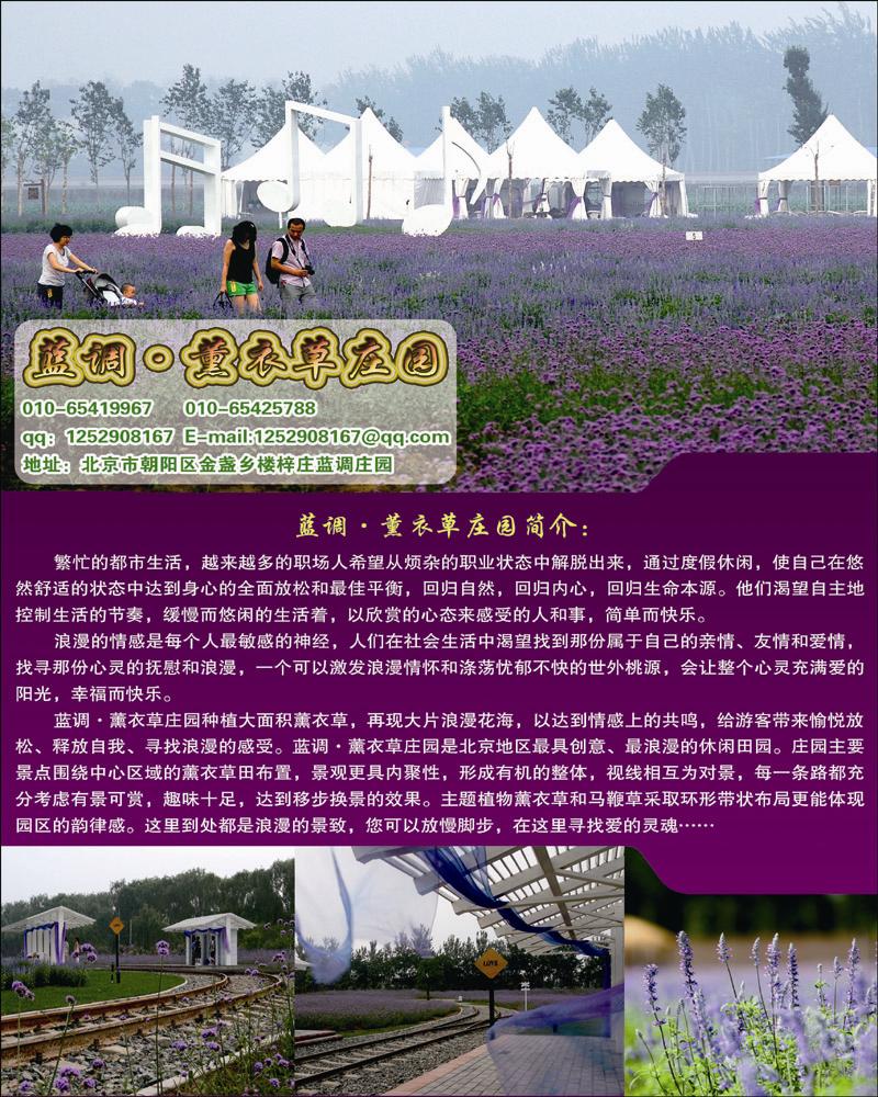 蓝调薰衣草园