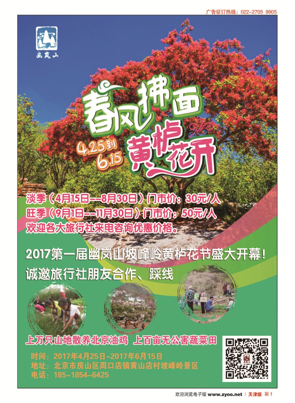 彩1坡峰岭景区黄栌花节盛大开幕