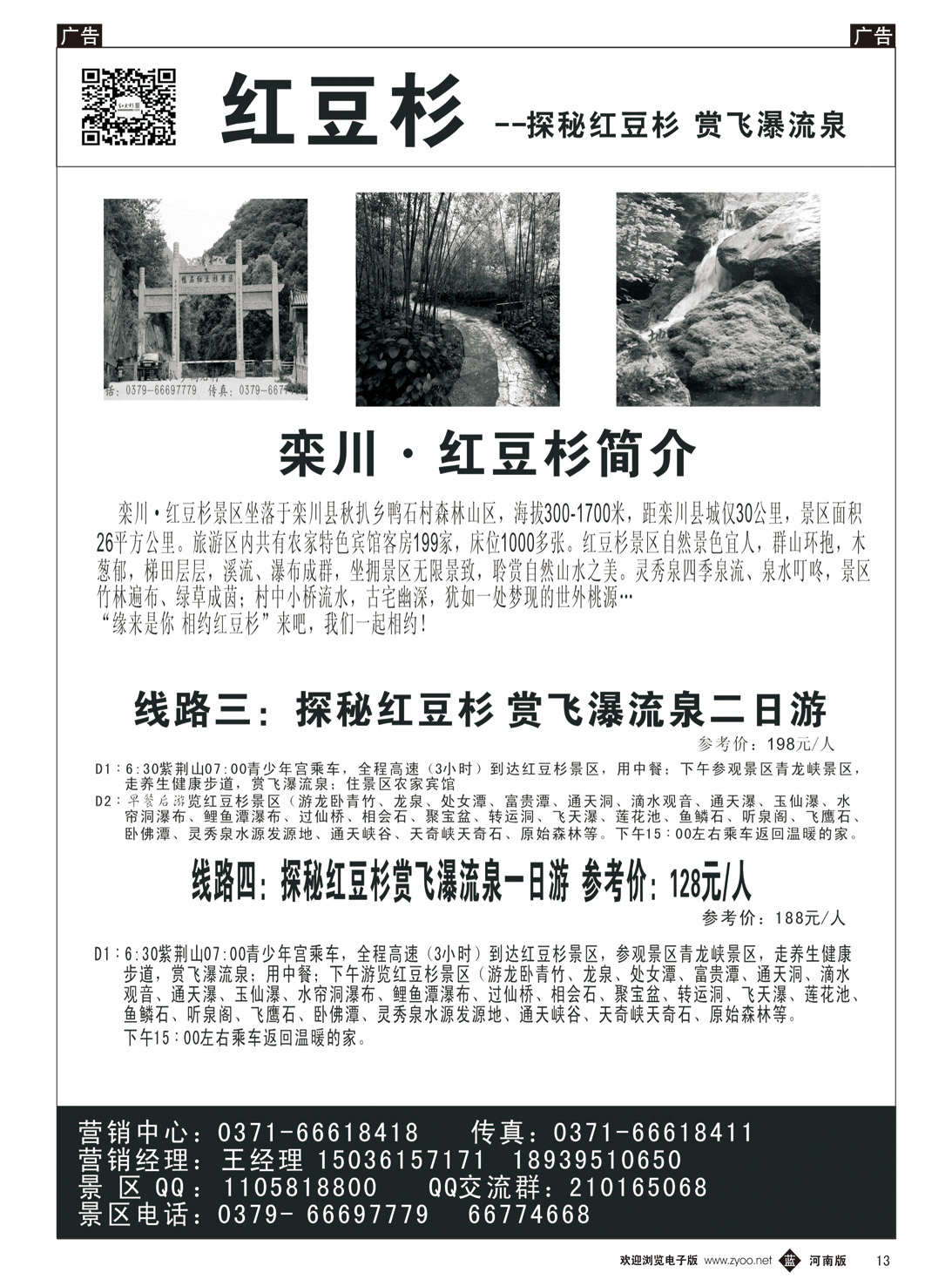b013 红豆杉2