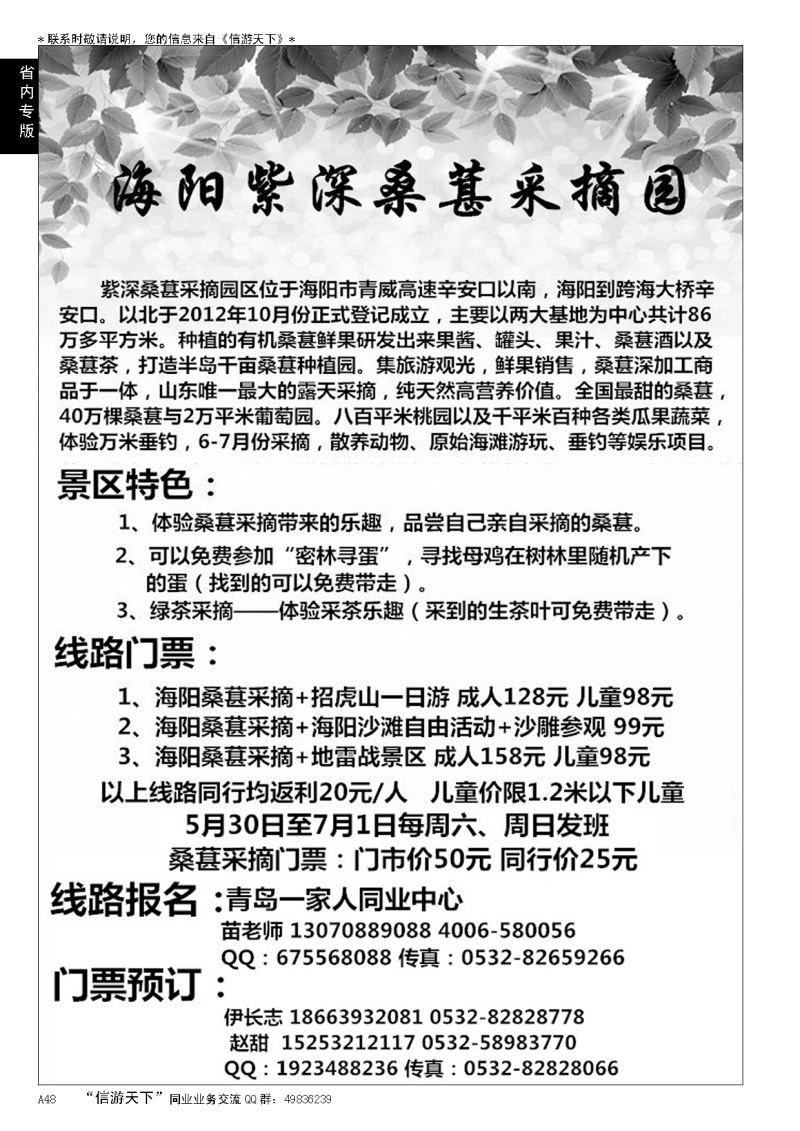 A黑048海阳紫深桑葚采摘园