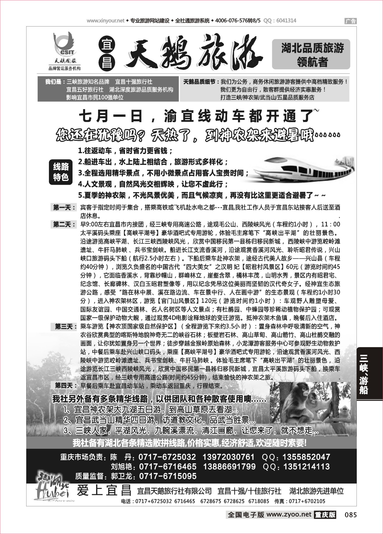 085  三峡、神农架、武当山 宜昌天鹅1 深圳    重庆
