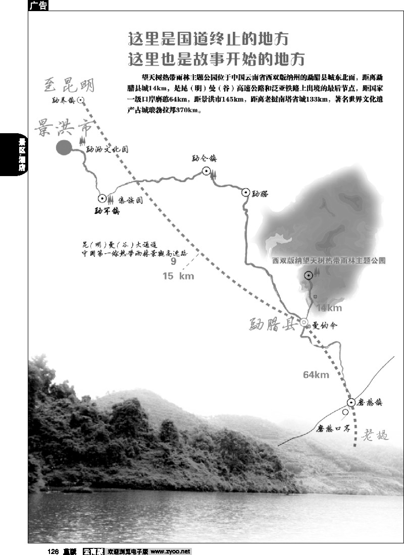 省内126  西双版纳望天树