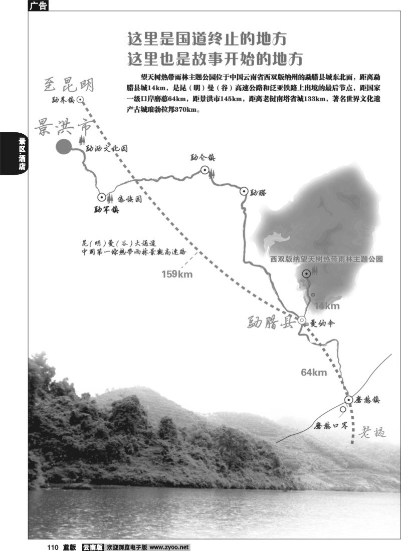 省内110  西双版纳望天树