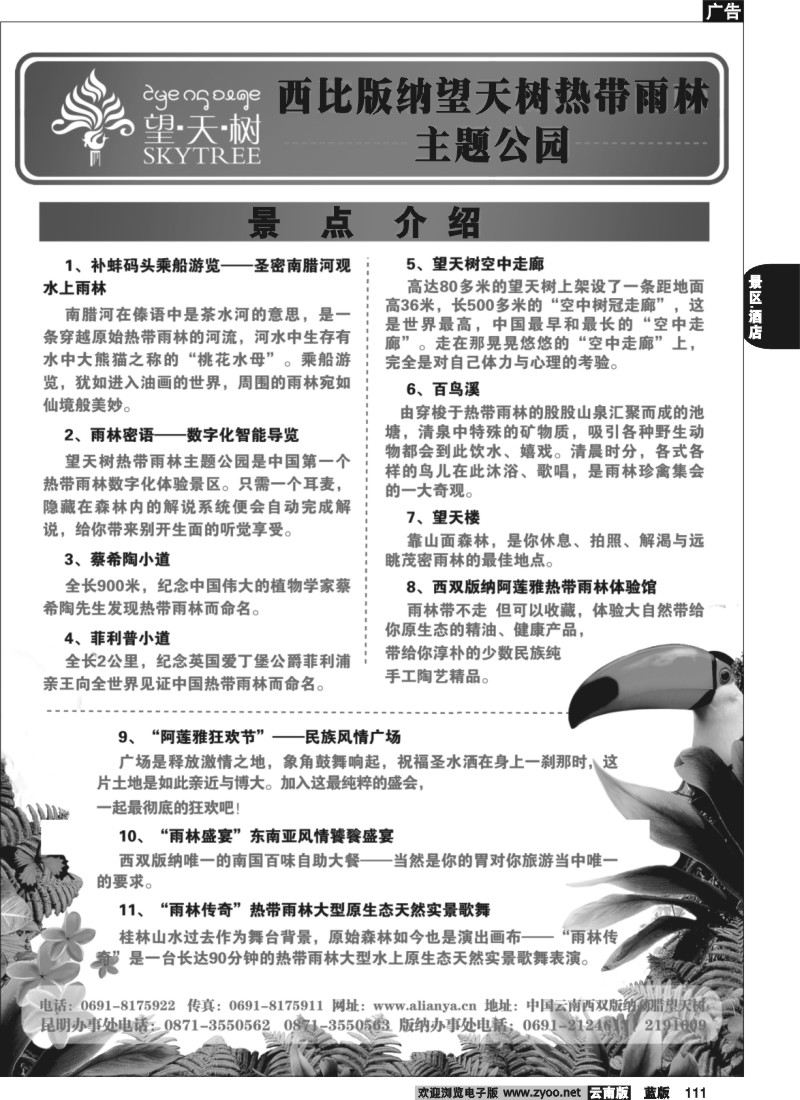 省内111  西双版纳望天树