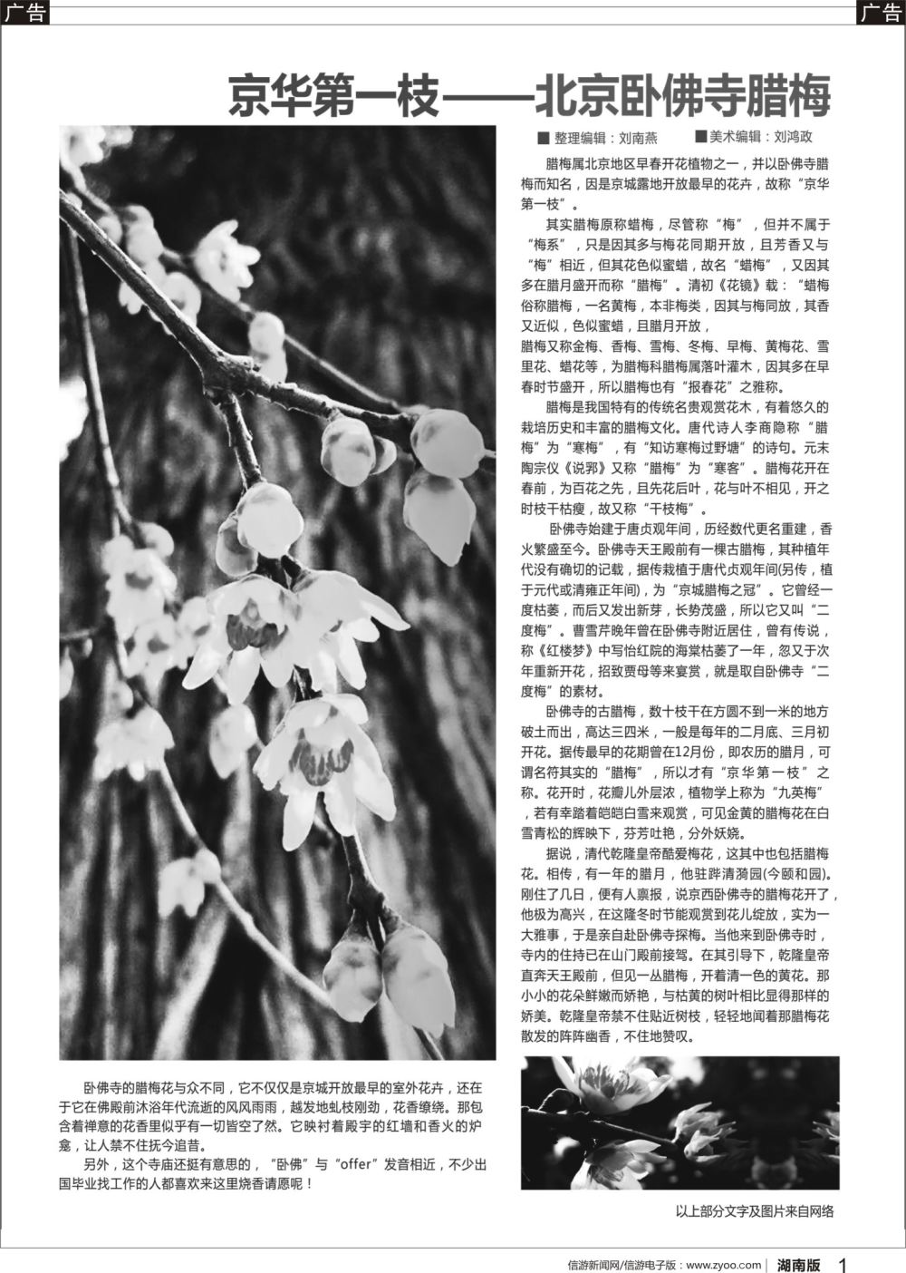 b01 京华第一枝——北京卧佛寺腊梅